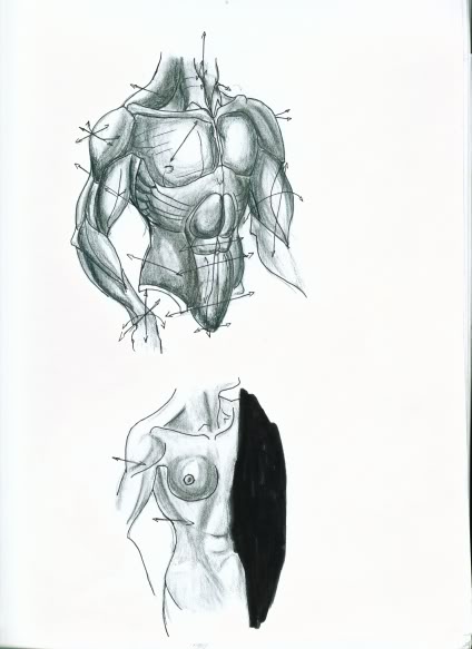 Anatomystudy1.jpg