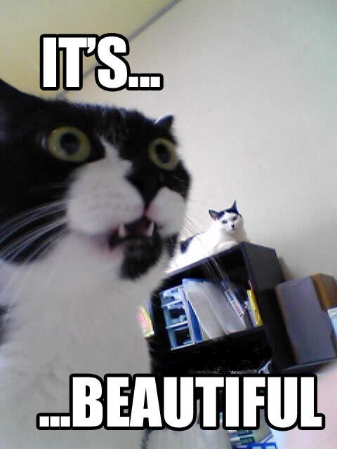 cat_its_beautiful1.jpg