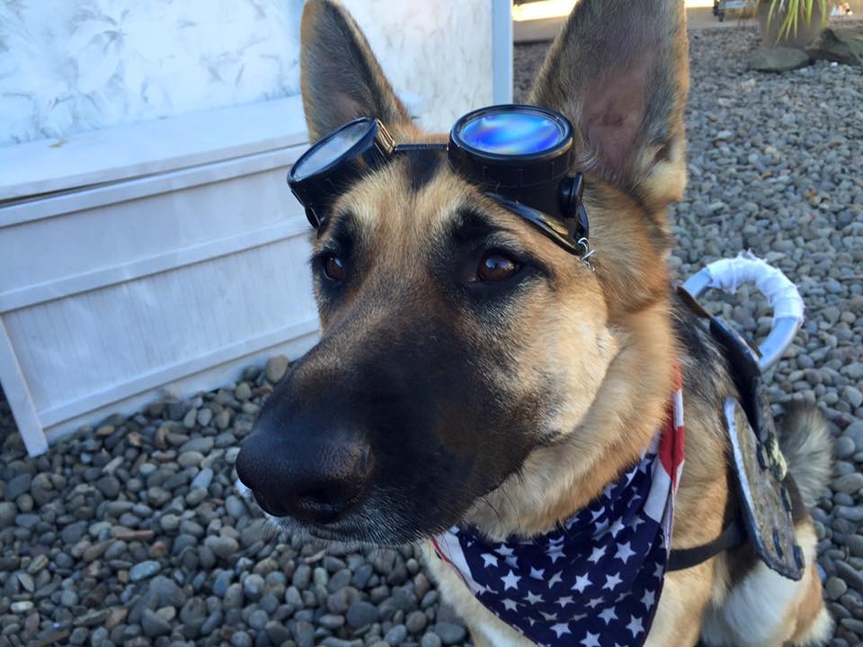 Shops dog welding goggles