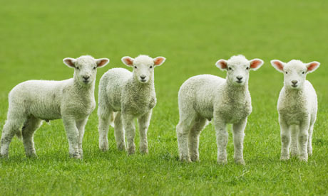 Four-lambs-in-a-field-001.jpg