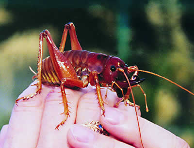 weta%20in%20hand%20.jpg